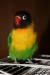400px-Masked_Lovebird_(Agapornis_personata)_pet_on_cage